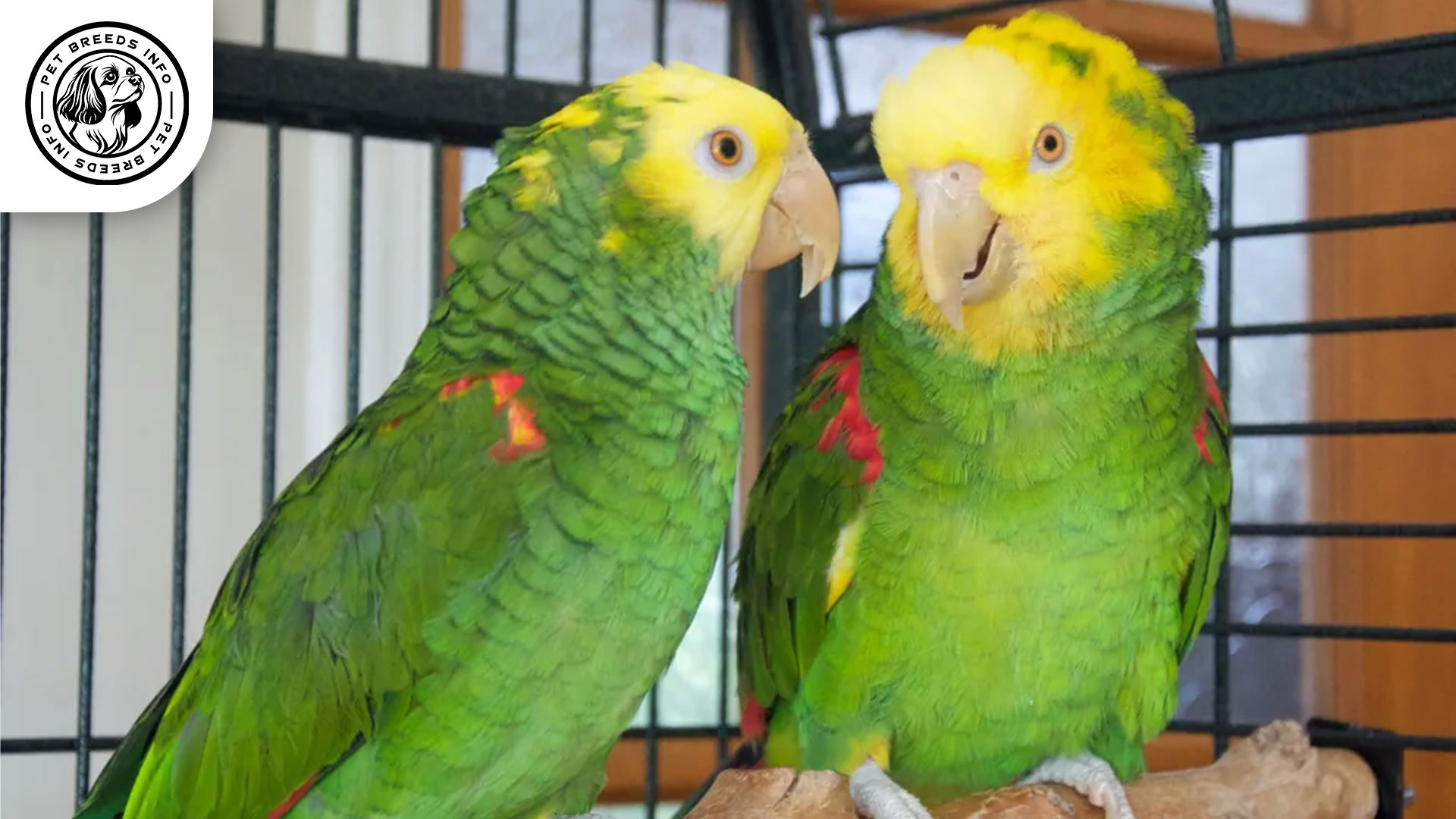 Double Yellow headed Amazon Interaction