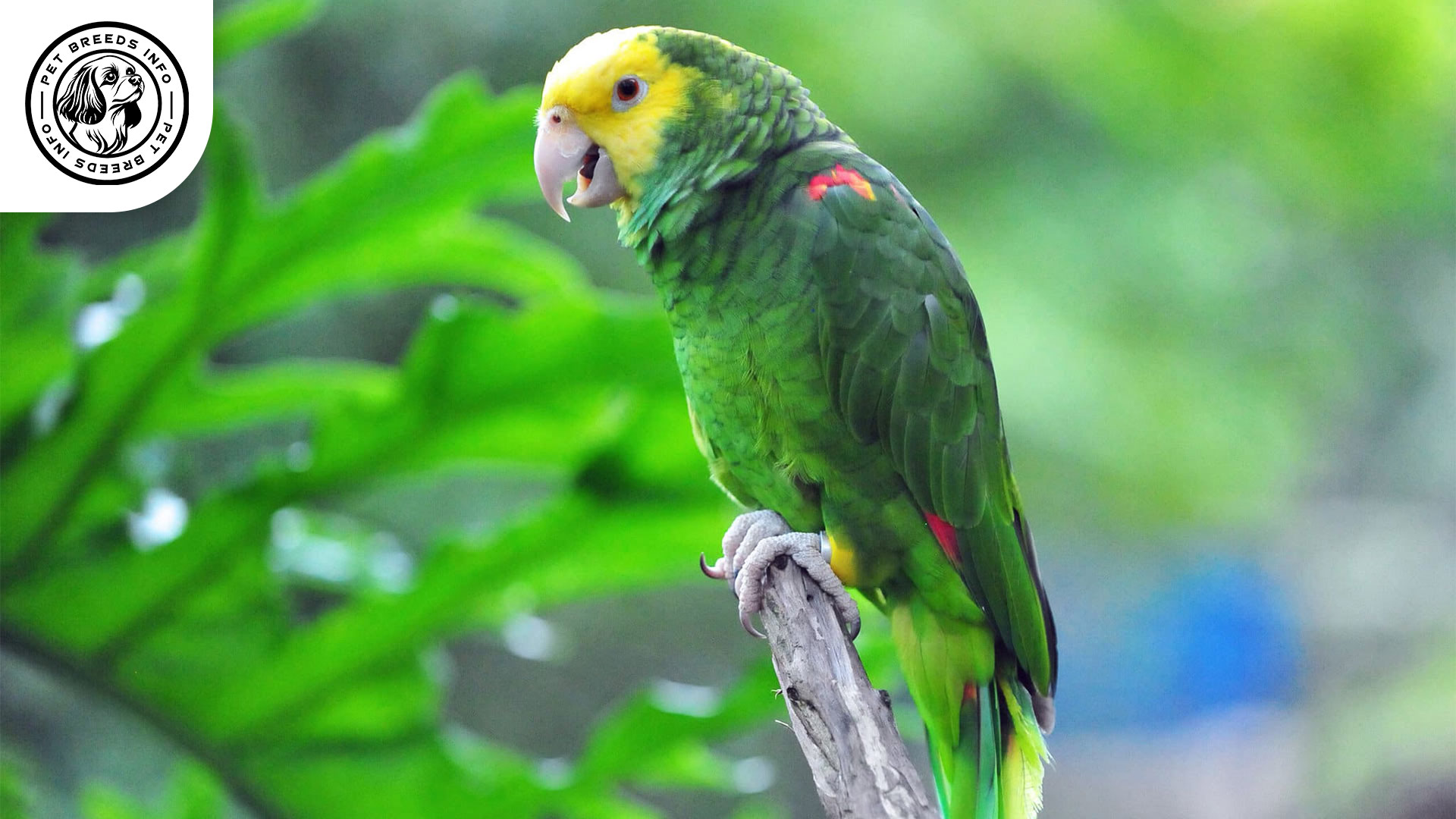Double Yellow headed Amazon Personality