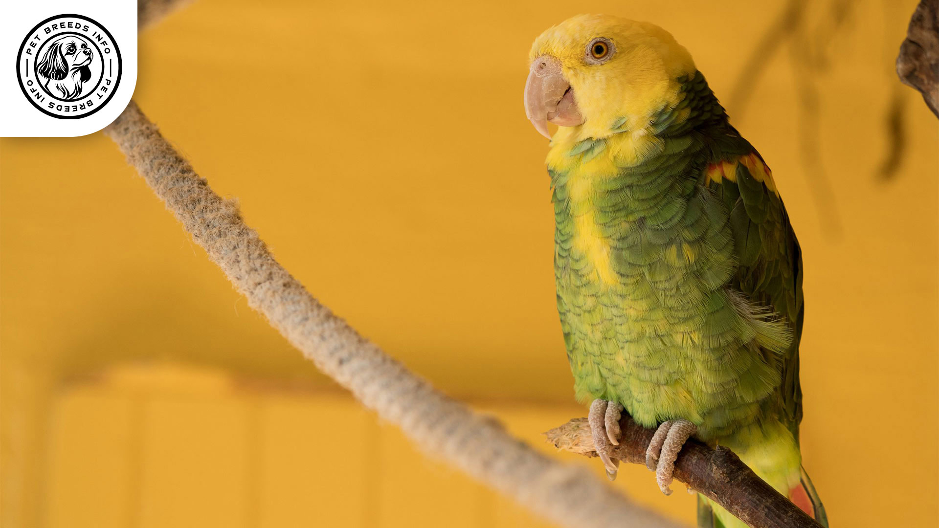 Double Yellow headed Amazon