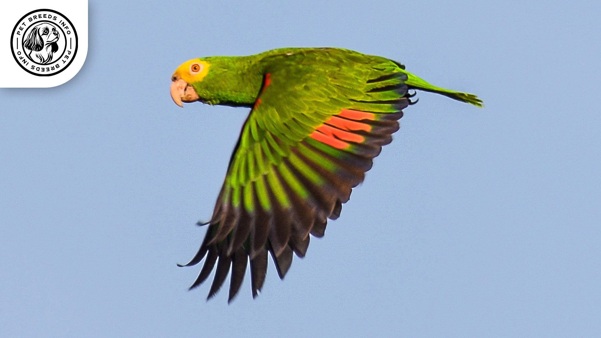 Double Yellow headed Amazon Physical