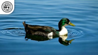 Duclair Duck