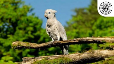 Ducorp's Cockatoo