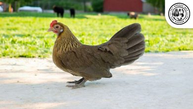 Dutch Bantam Chicken