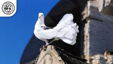 Fantail Pigeon
