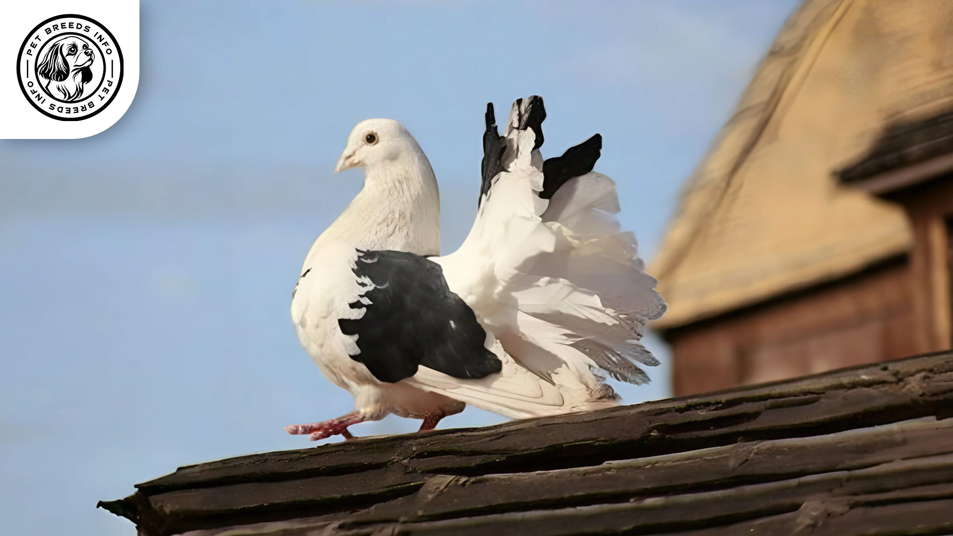 Fantail Pigeon Care