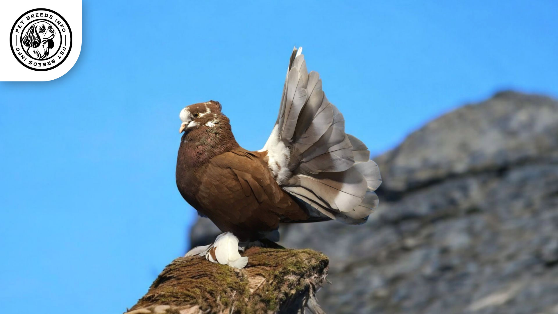 Fantail Pigeon Physical Characteristics