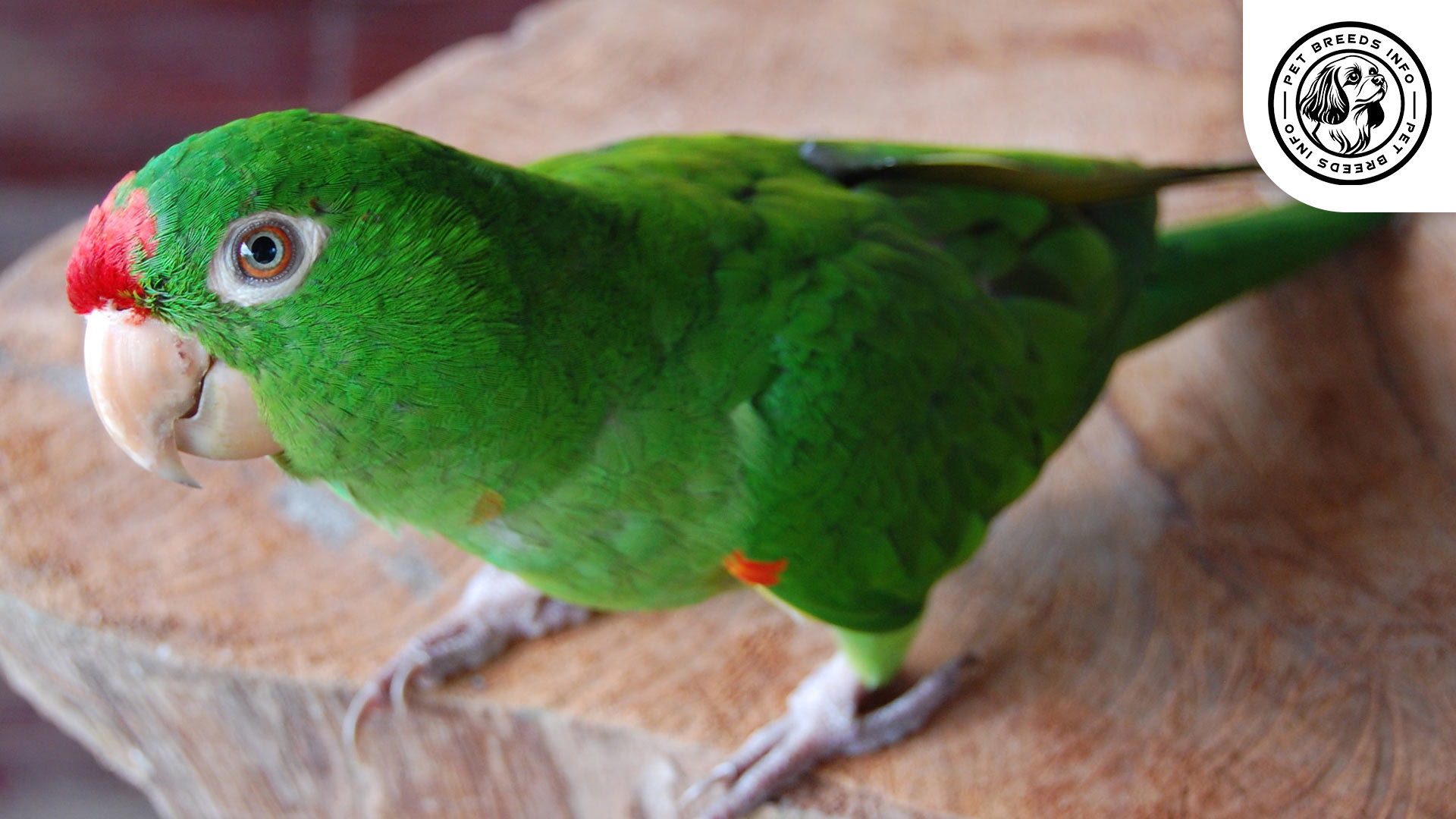 Finsch's-Conure