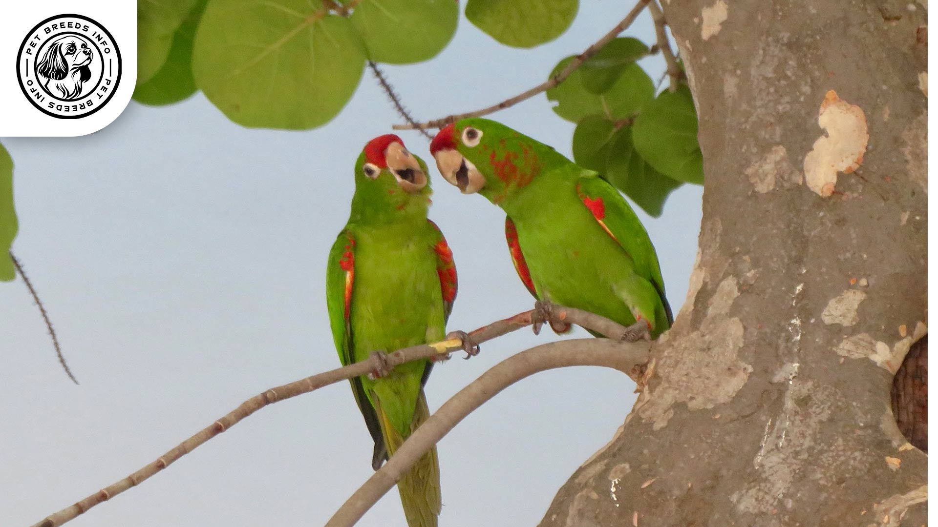 Finsch's-Conure Interaction