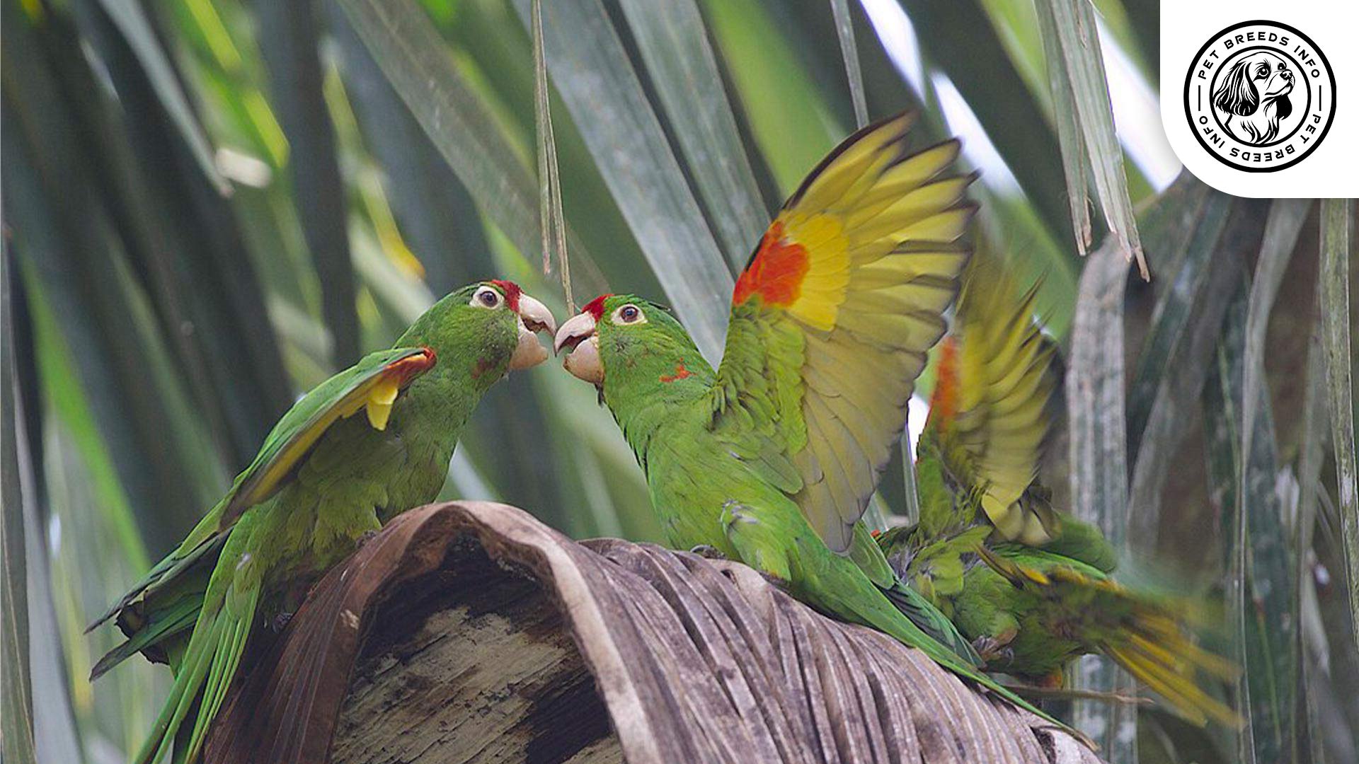 Finschs-Conure Personality