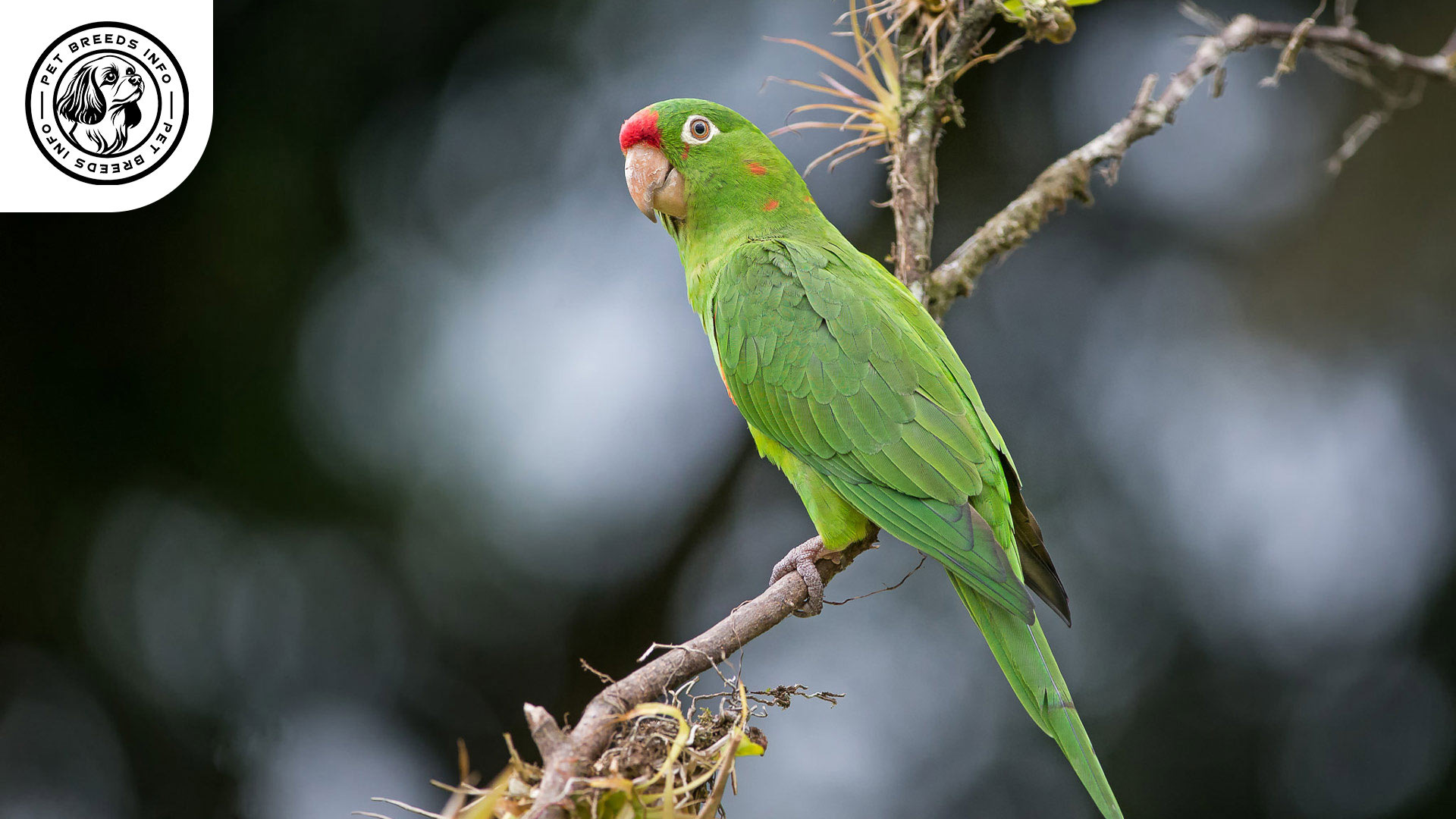 Finsch'sConure Diet