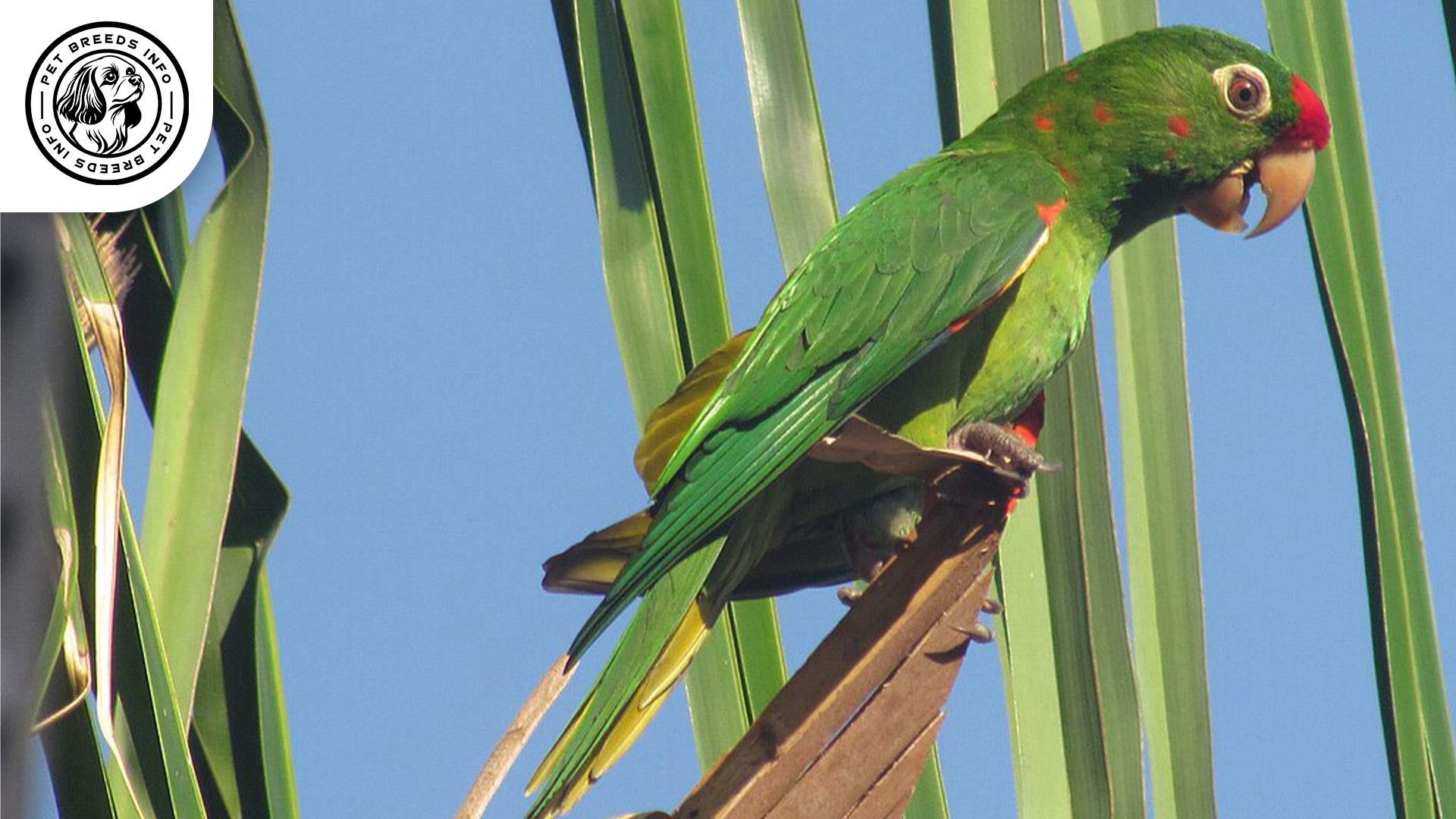 Finsch'sConure Physical