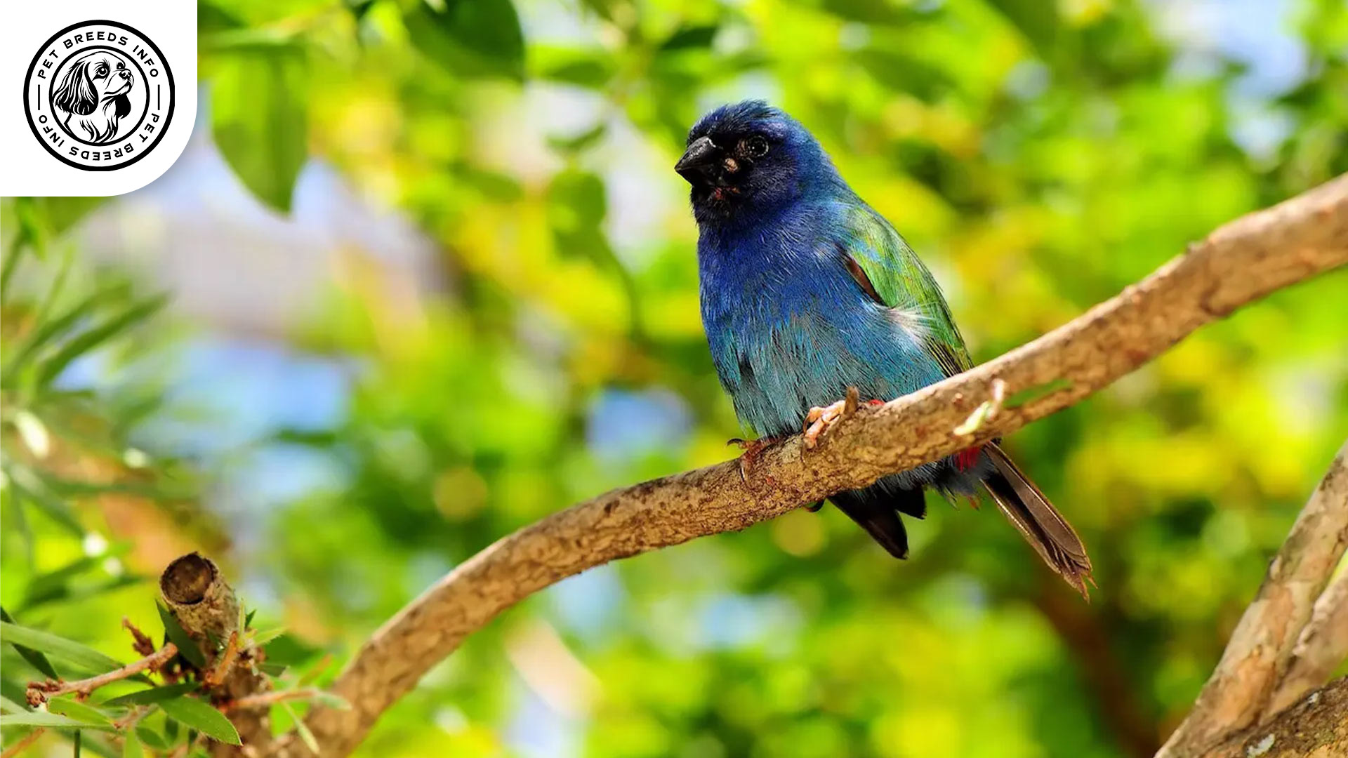 Forbes's-Finch Diet