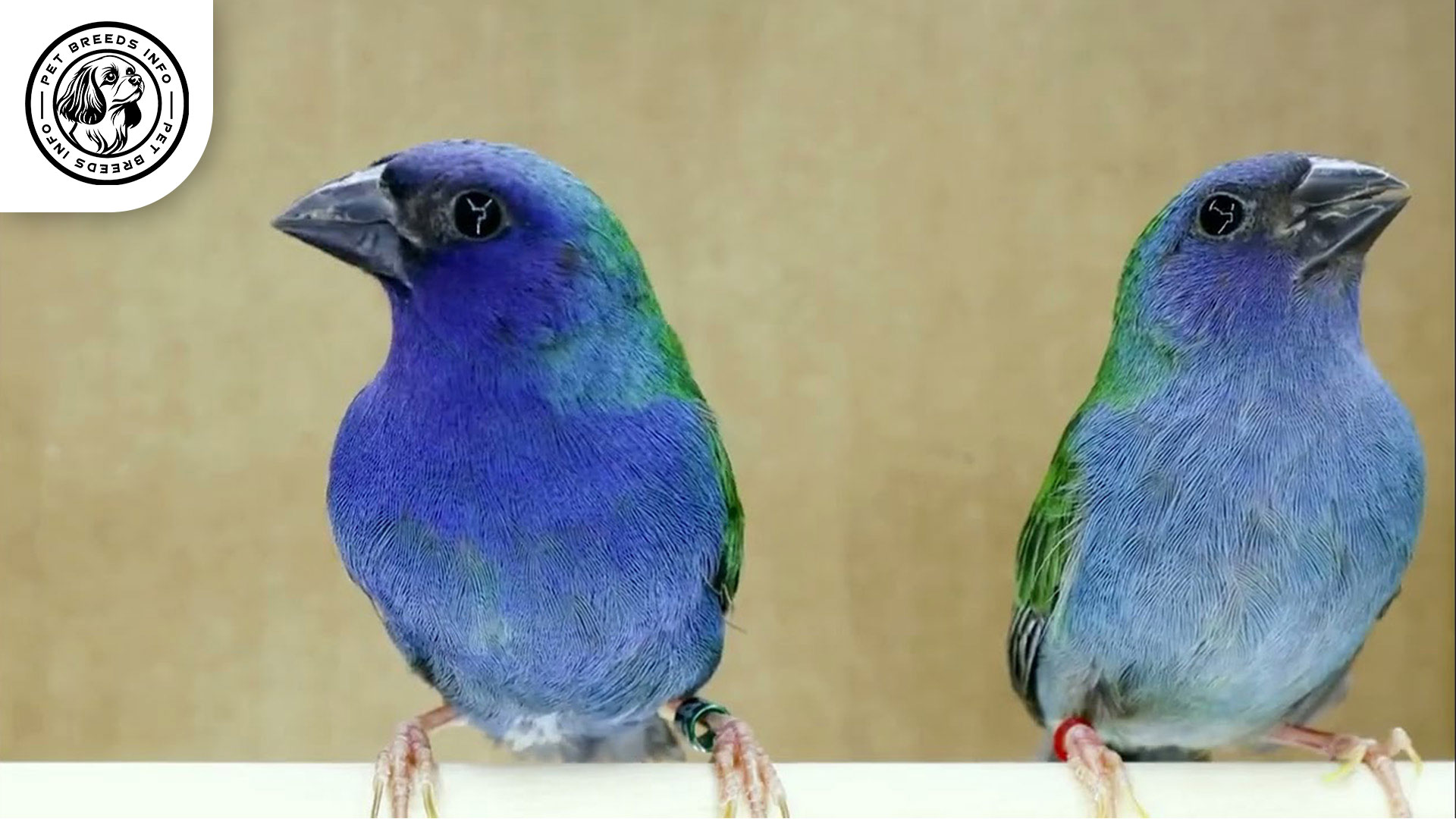 Forbes's Finch Interaction