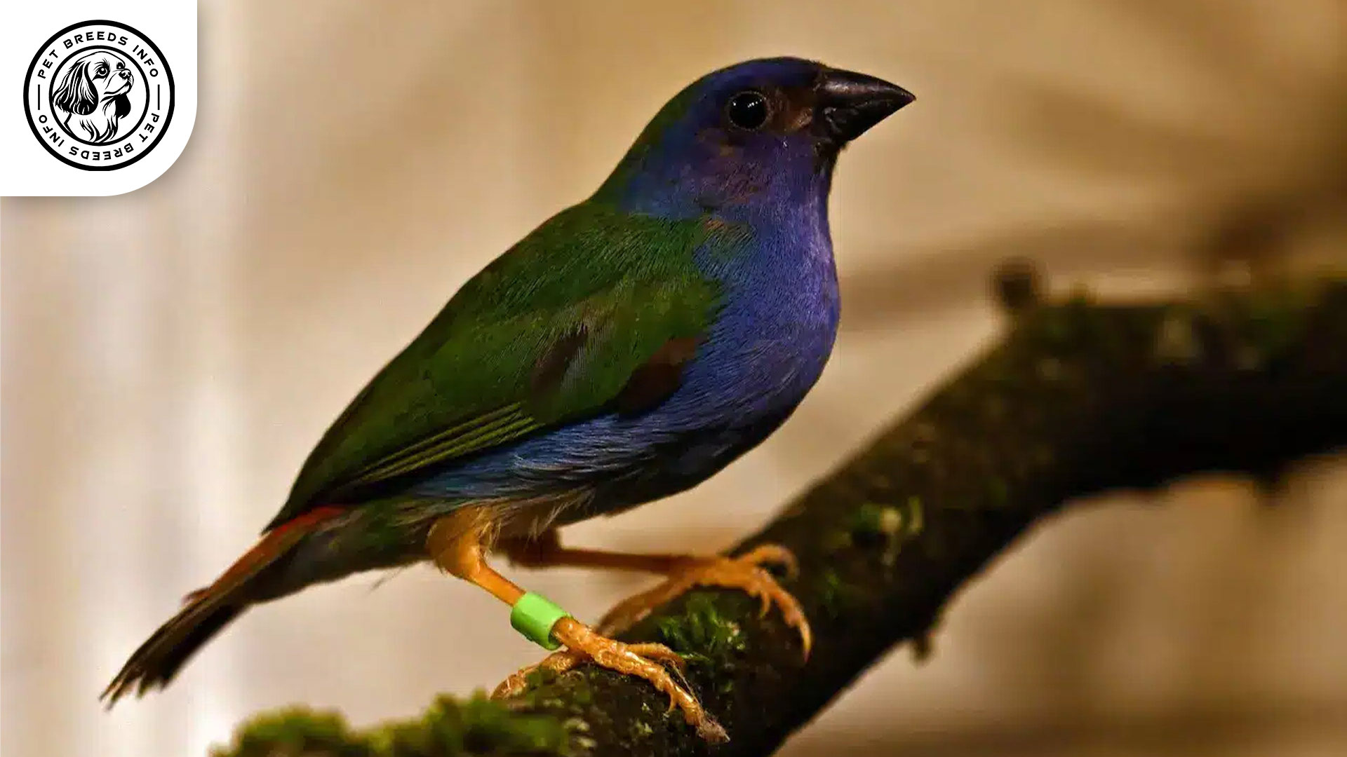Forbes's-Finch Personality