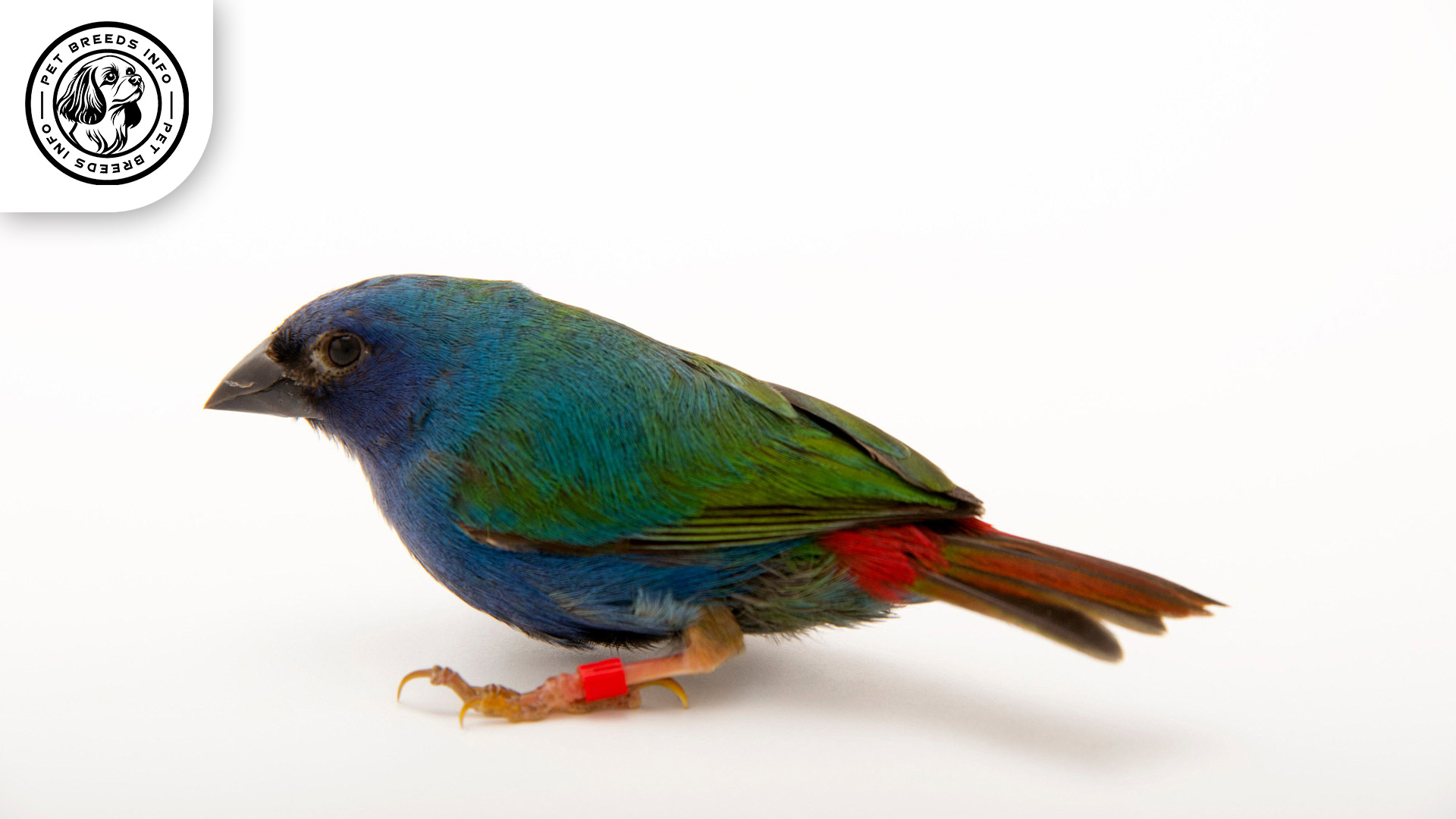 Forbes's-Finch