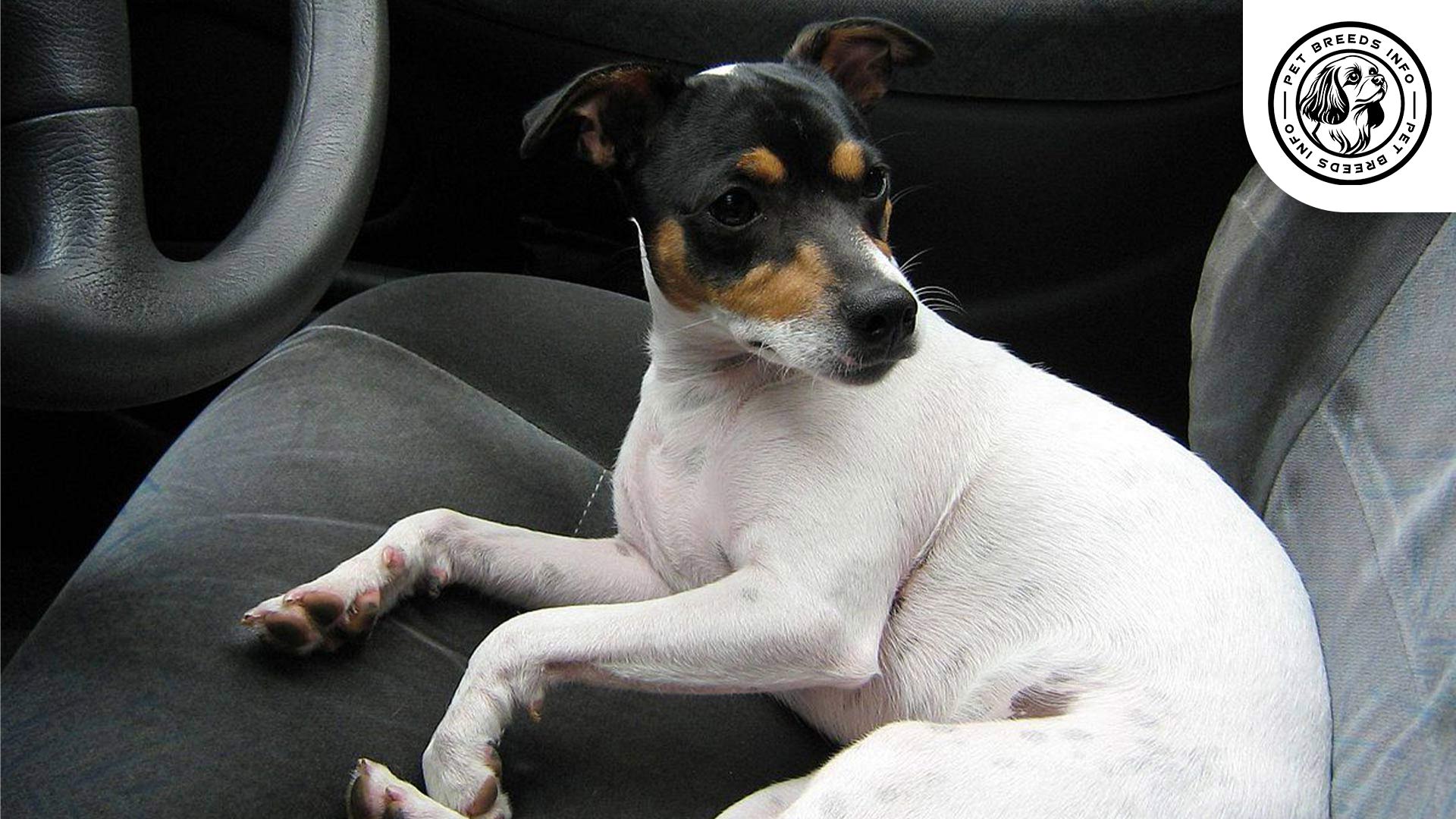 Fox_terrier Health
