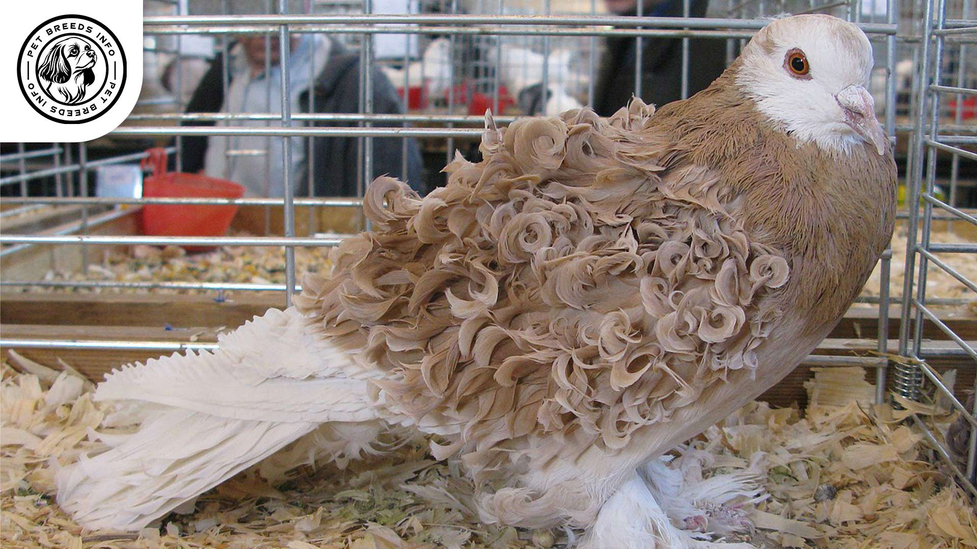 Frillback Pigeon Diet
