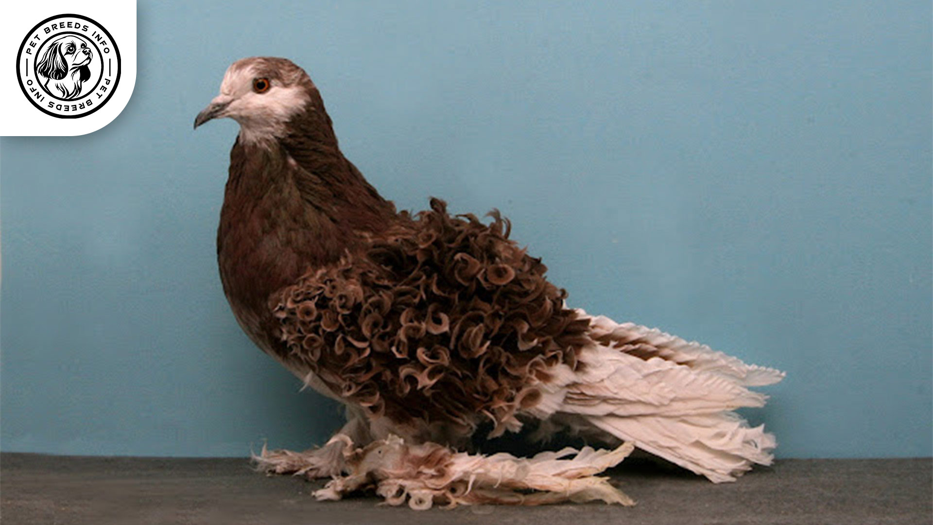 Frillback Pigeon Interaction