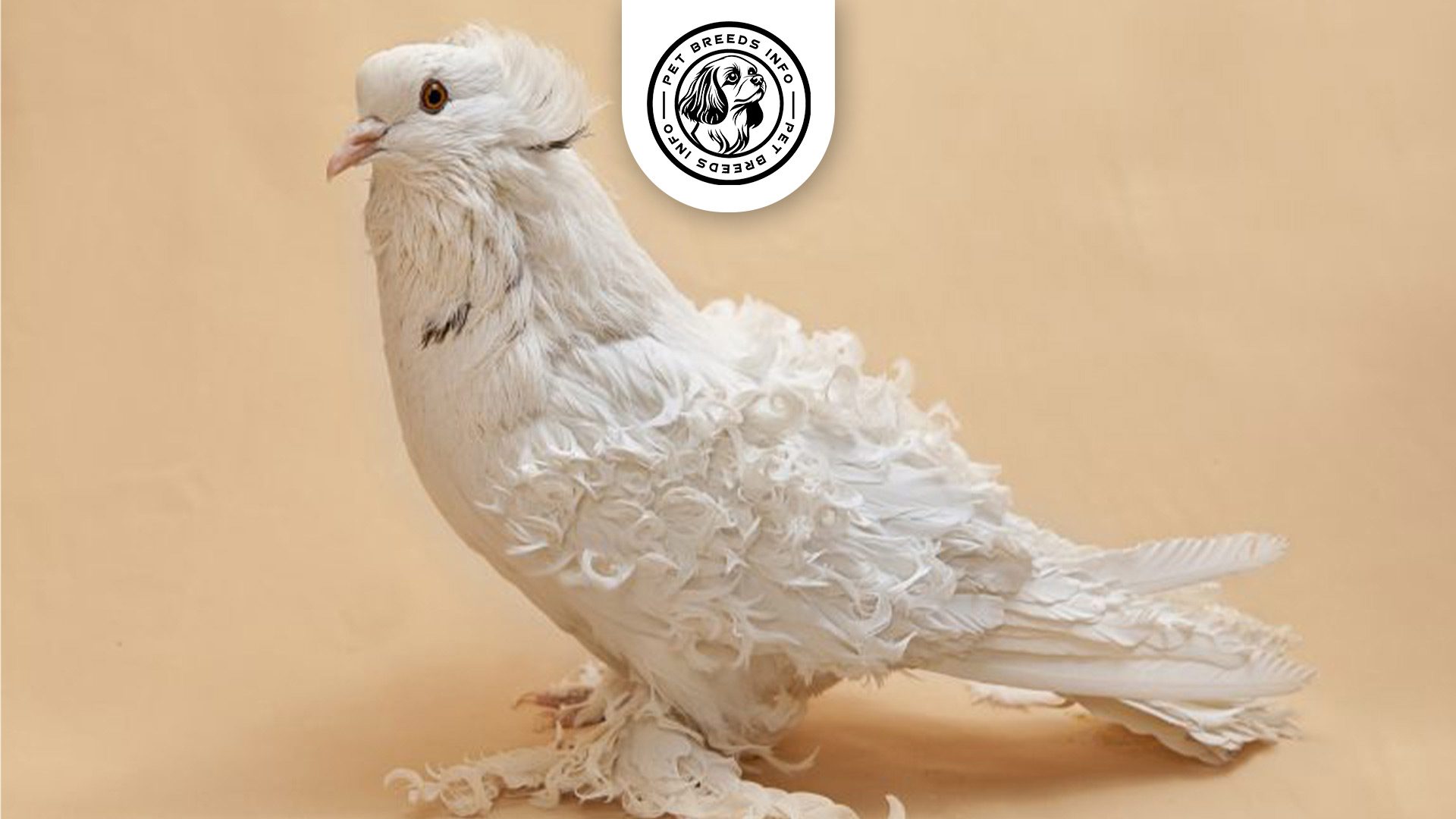 Frillback Pigeon Personality