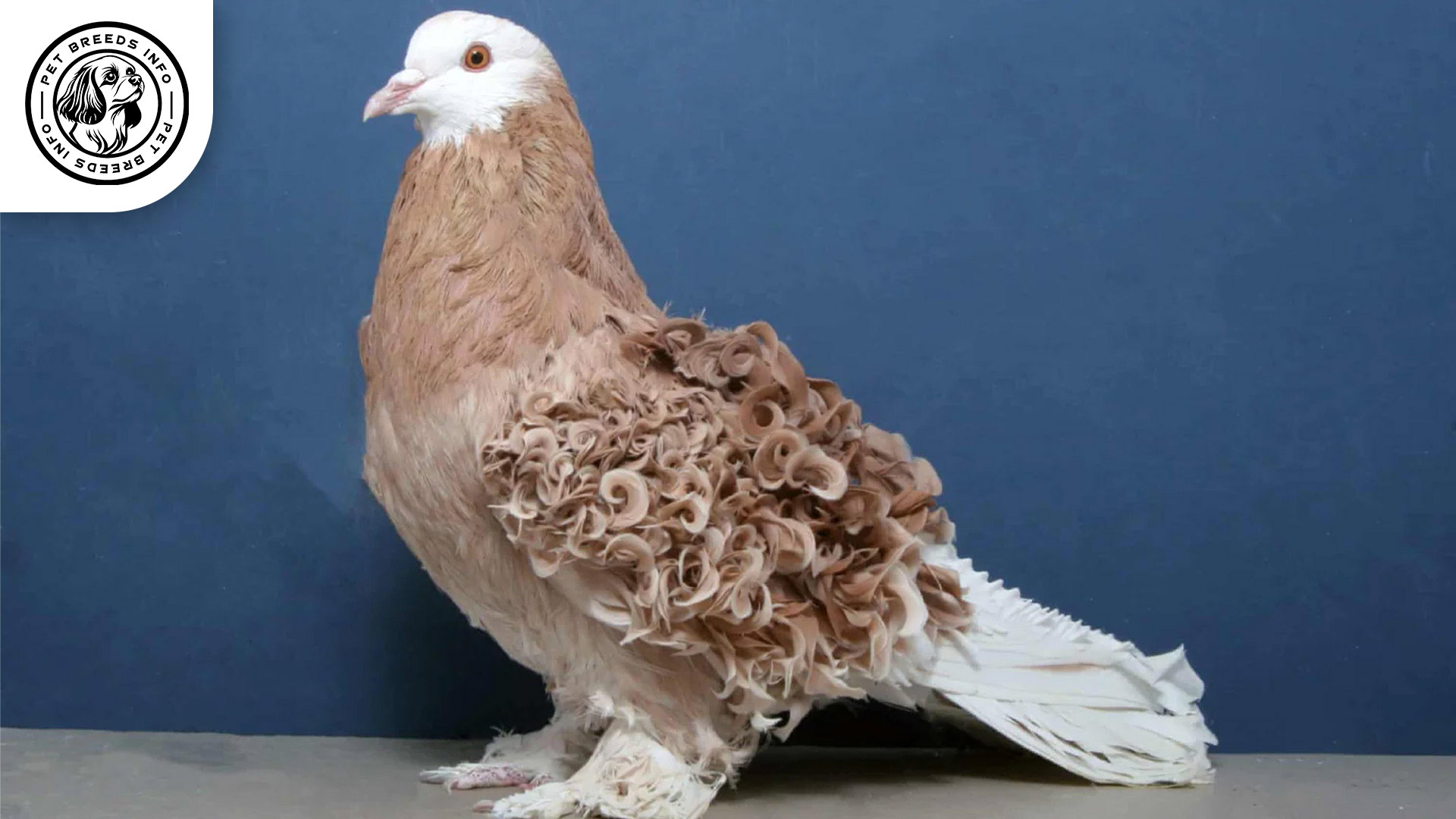 Frillback Pigeon Physical