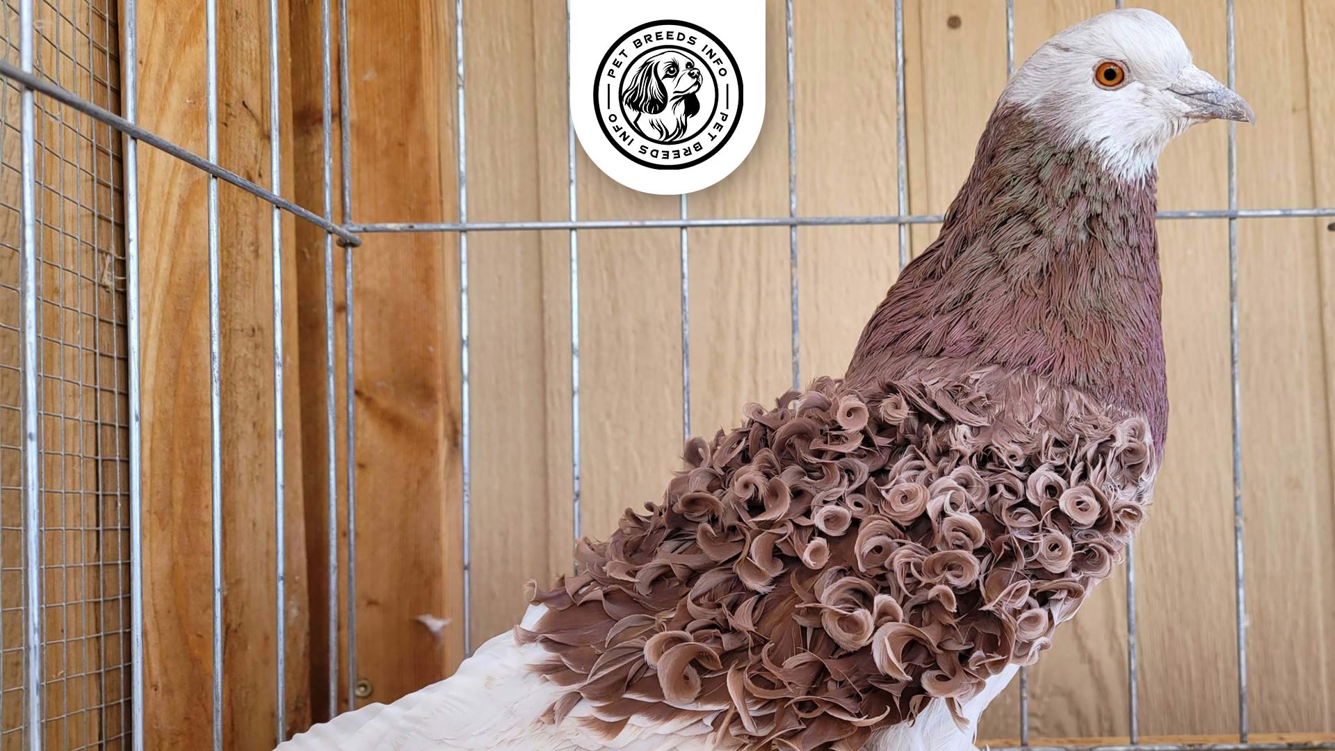Frillback Pigeon