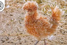 Frizzle Chicken