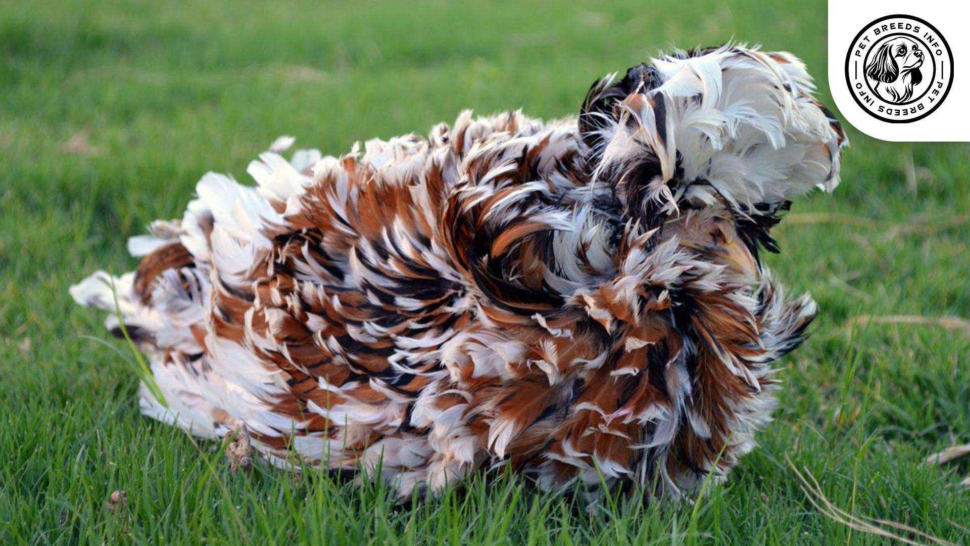 Frizzle Chicken Diet