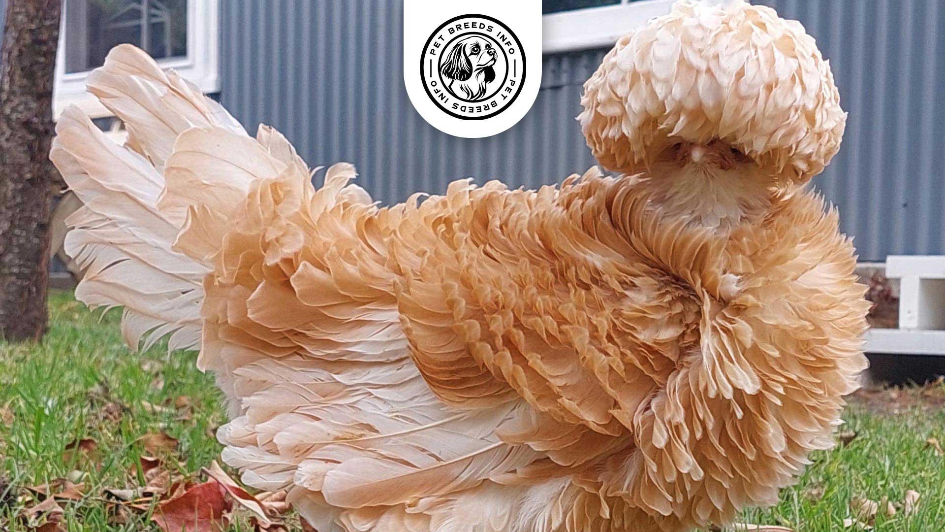 Frizzle Chicken Interaction