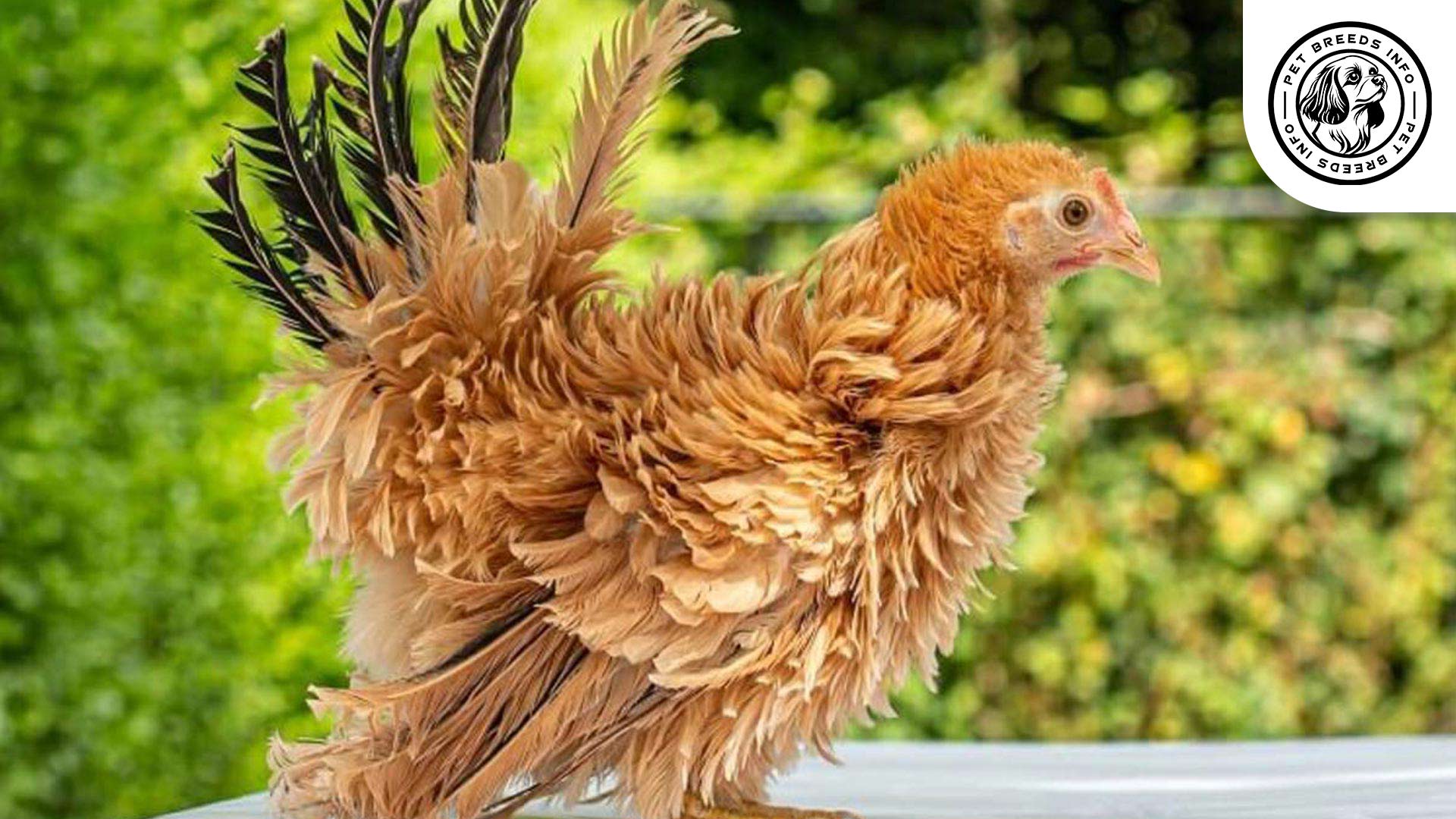 Frizzle Chicken Personality