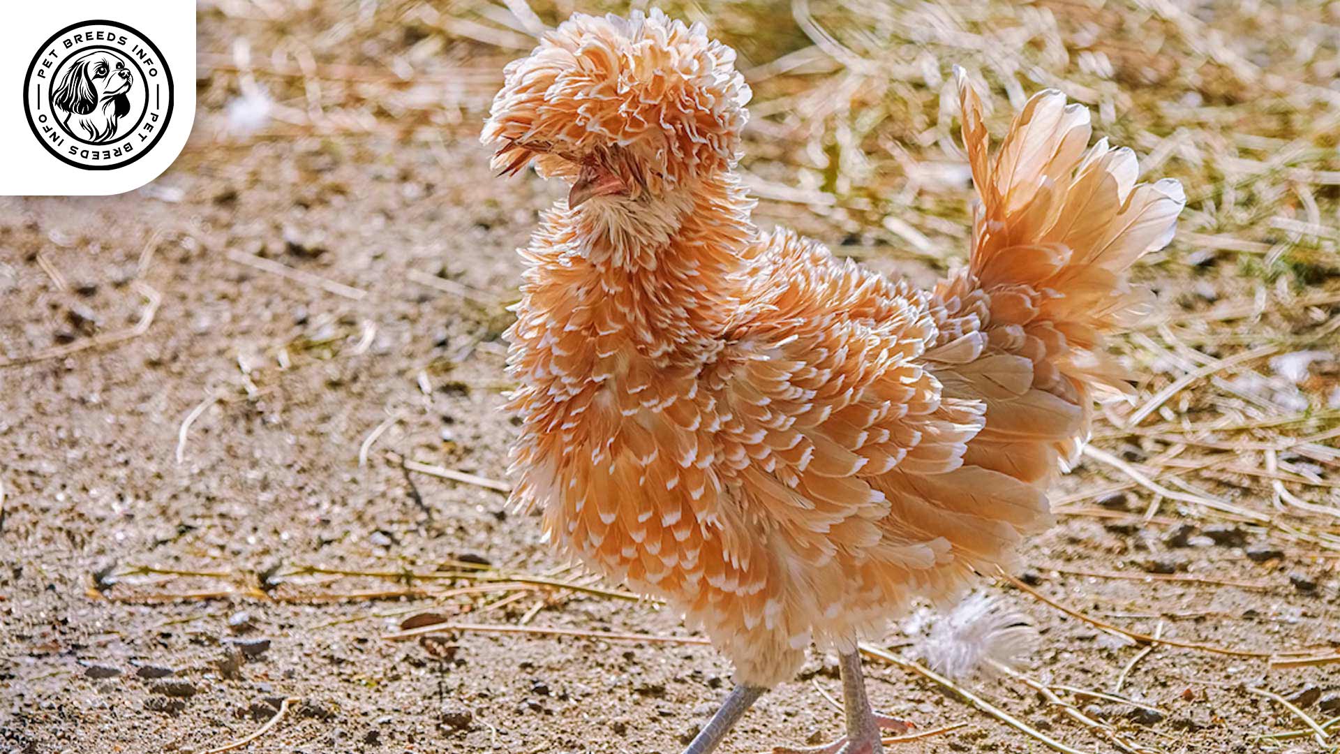 Frizzle Chicken