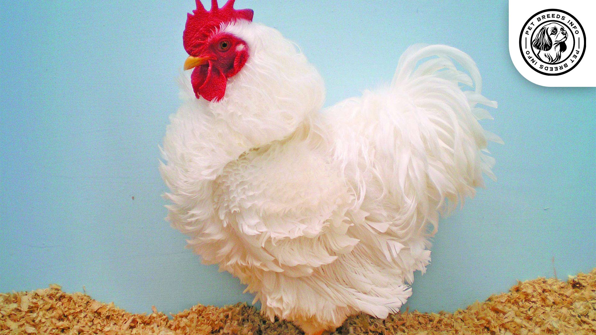 Frizzle Physical