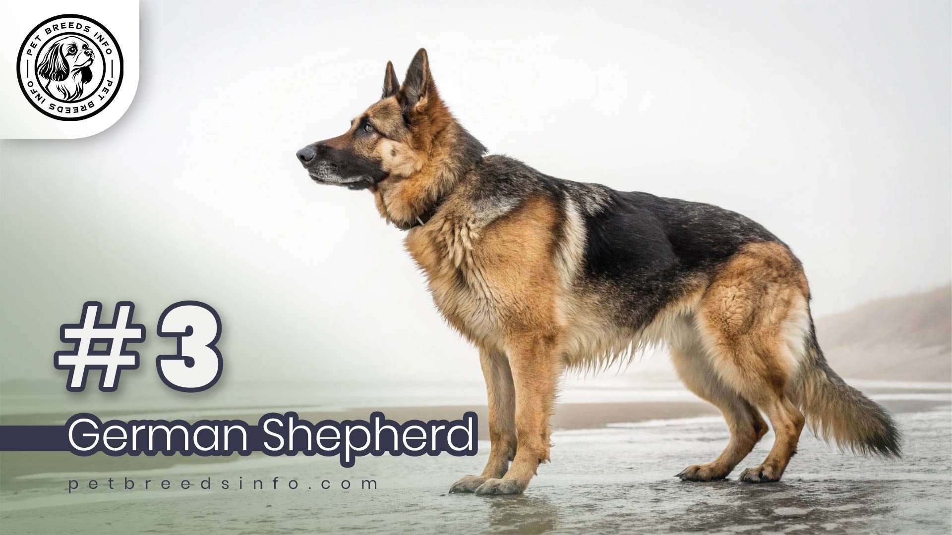 German Shepherd