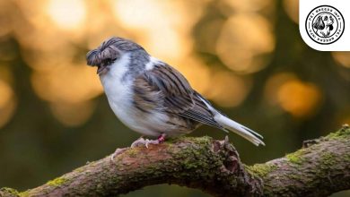 Gloster Canary Gloster Canary Breed: Personality, Lifespan, Food & Care