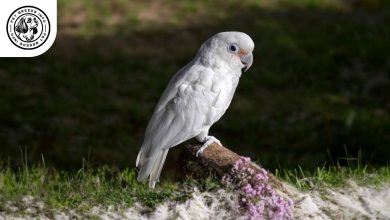 Goffin's Cockatoo