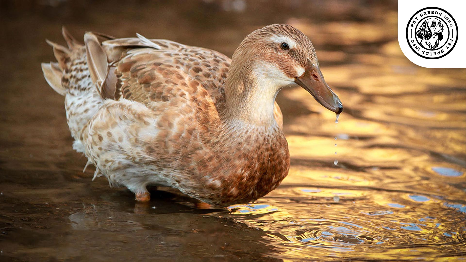 Golden Cascade Duck Diet