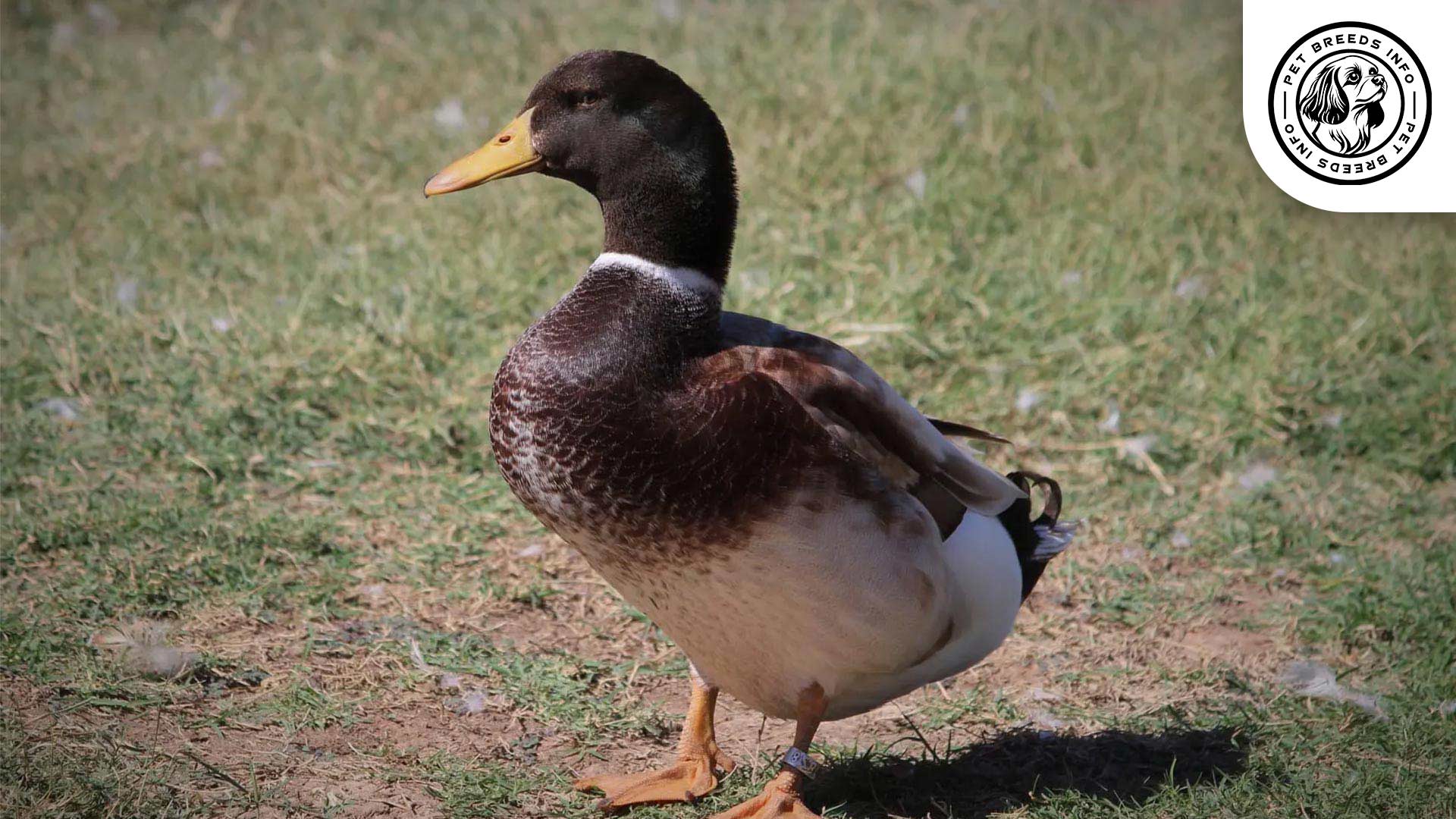 Golden Cascade Duck Interaction