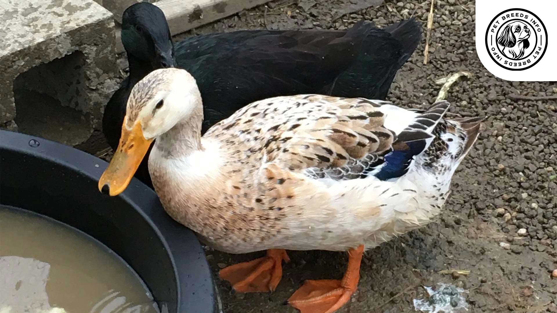 Golden Cascade Duck Personality