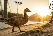 Golden Cascade Duck Physical Golden Cascade Duck Breed: Personality, Lifespan, Food & Care