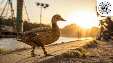 Golden Cascade Duck Physical Golden Cascade Duck Breed: Personality, Lifespan, Food & Care