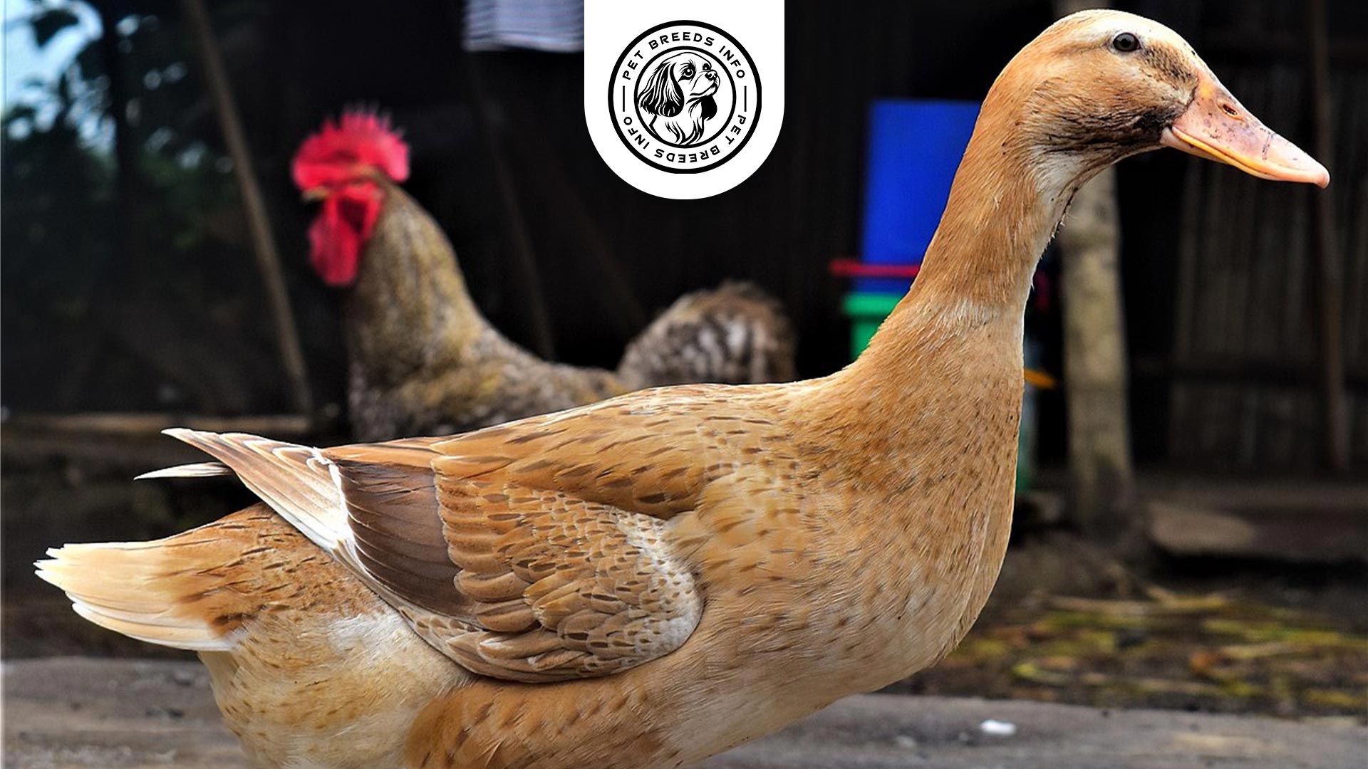 Golden Cascade Duck