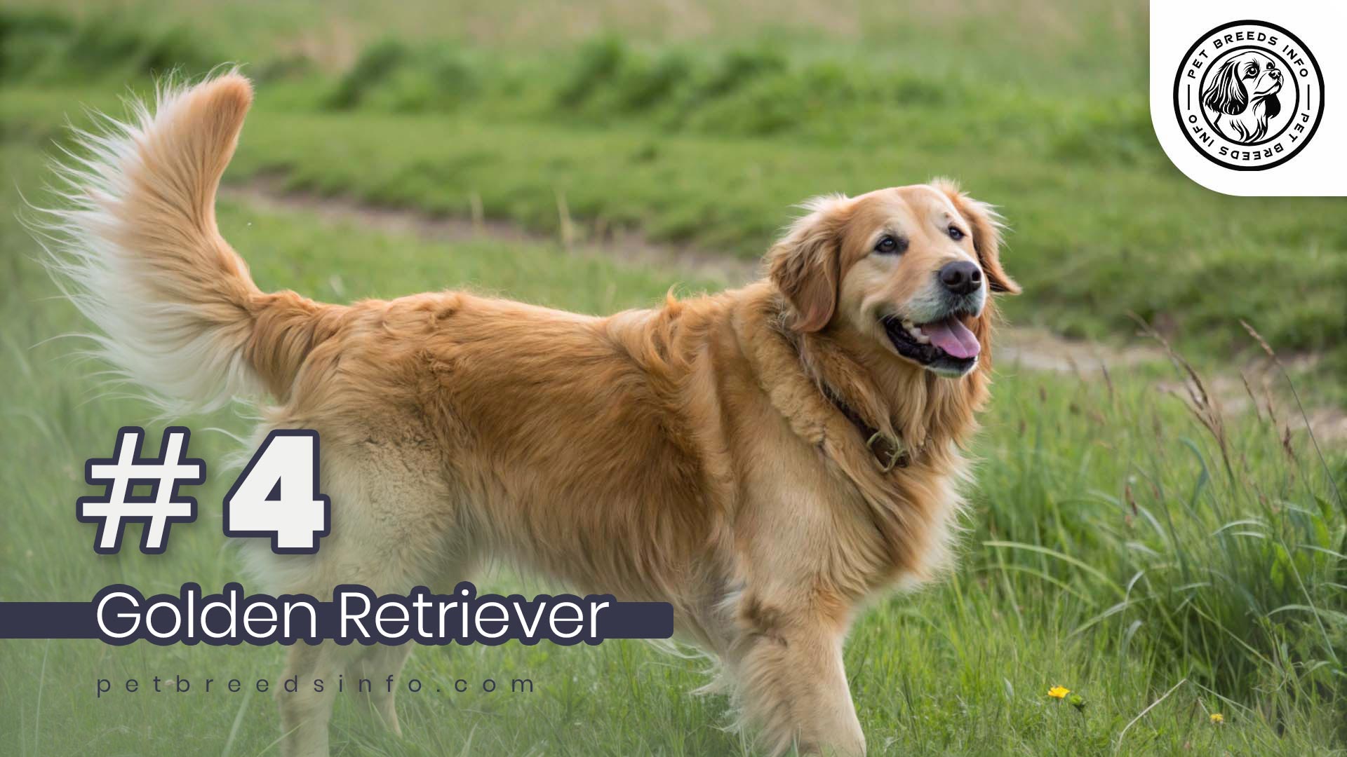 Golden Retriever