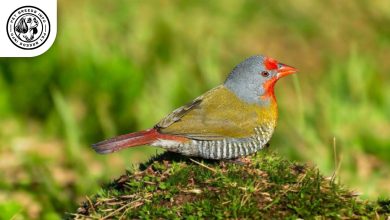 Green winged Pytilia