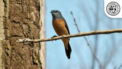 Grey-headed Silverbill