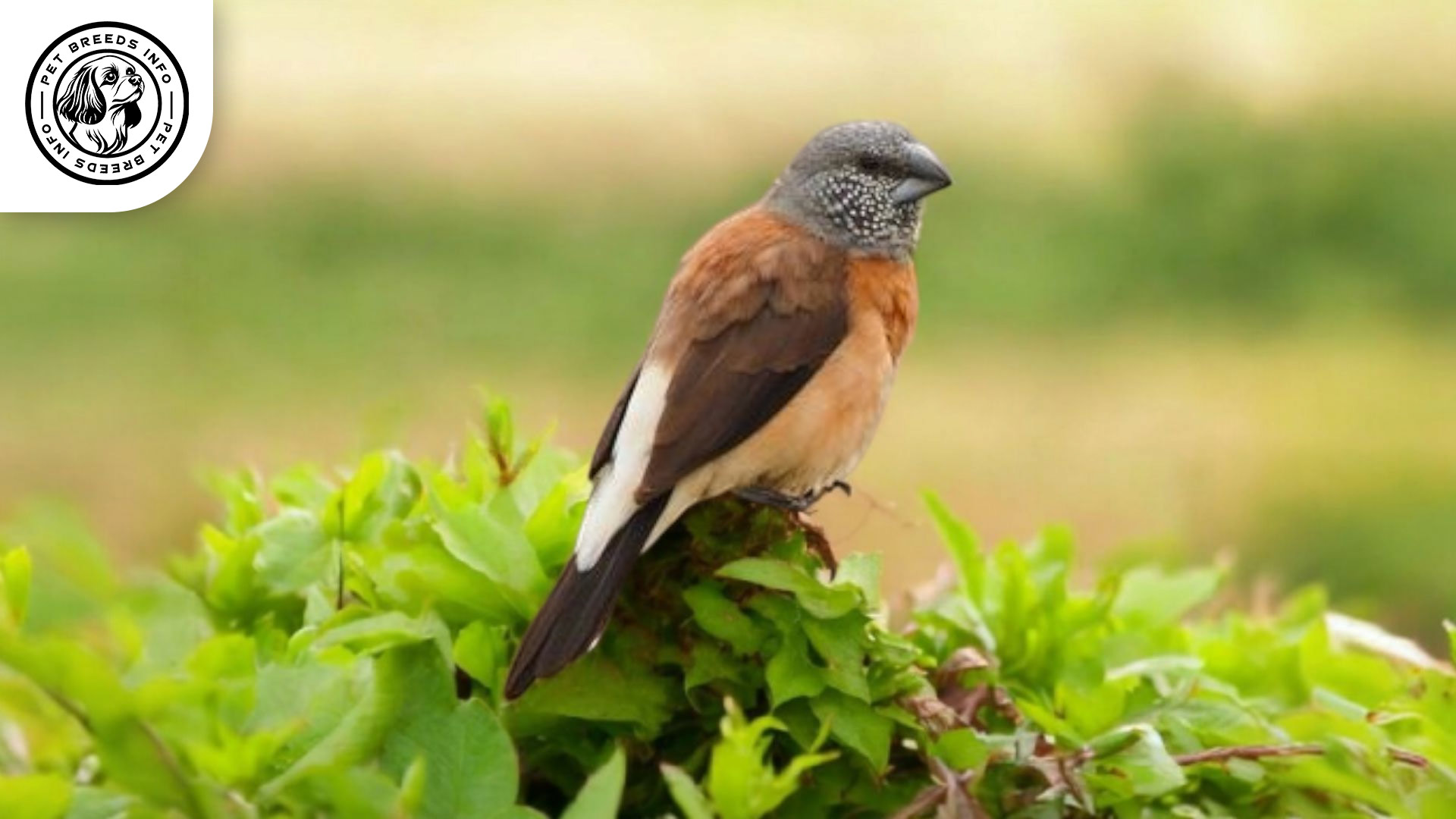 Grey-headed Silverbill Care