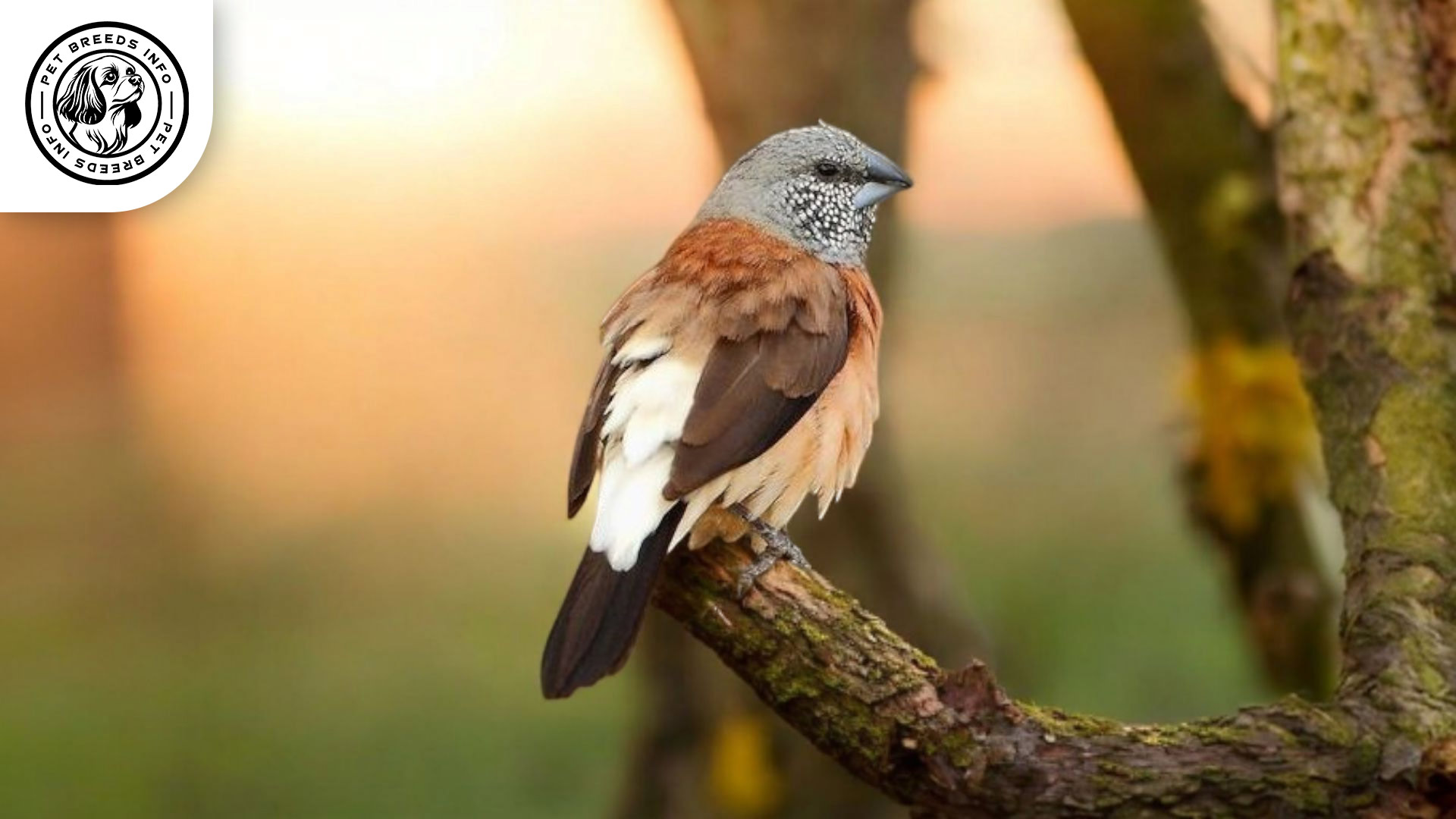 Grey-headed Silverbill Personality