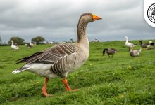 Greylag Geese