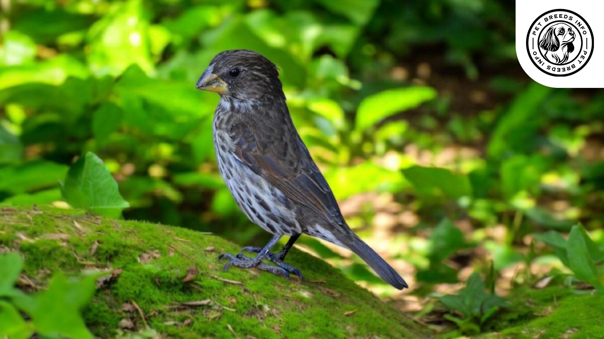 Grosbeak Weaverfinch Personality