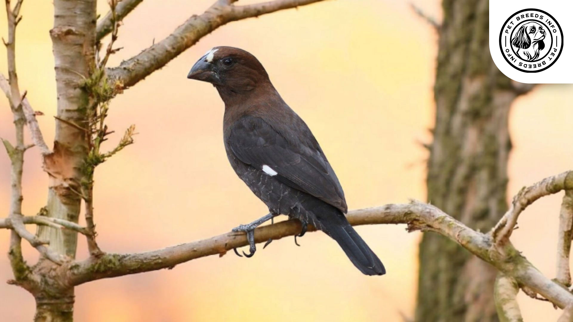 Grosbeak Weaverfinch Physical Characteristics