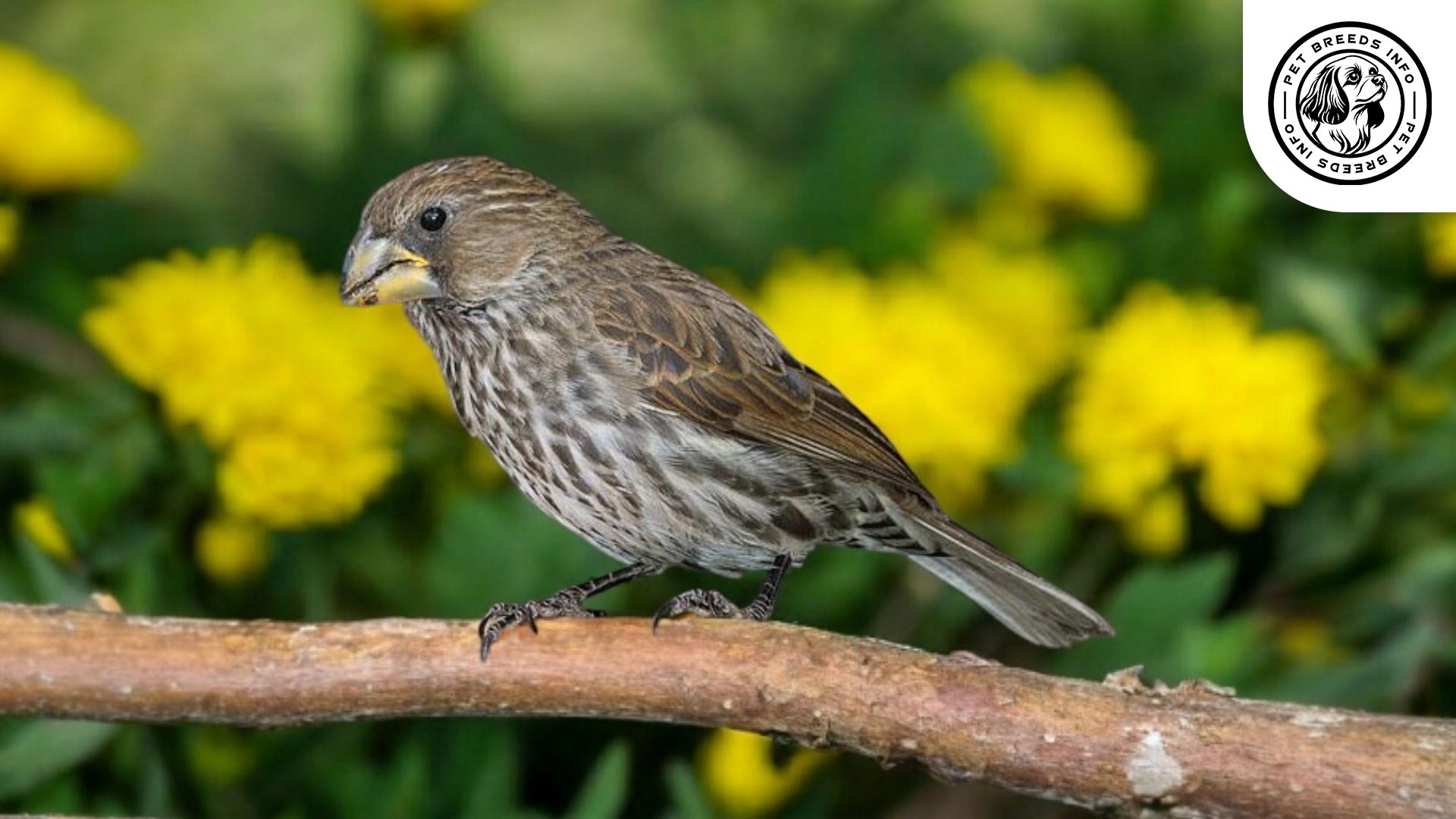 Grosbeak Weaverfinch