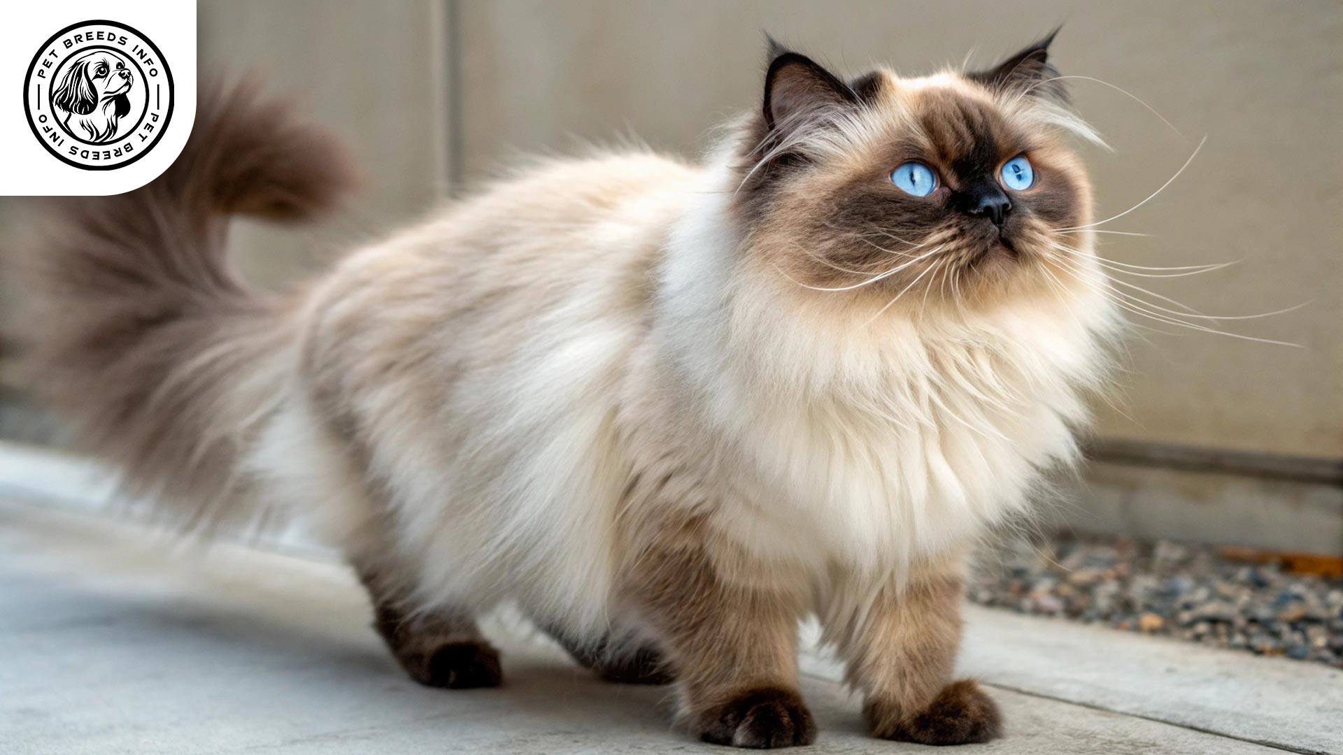 Himalayan Cat Physical Characteristics
